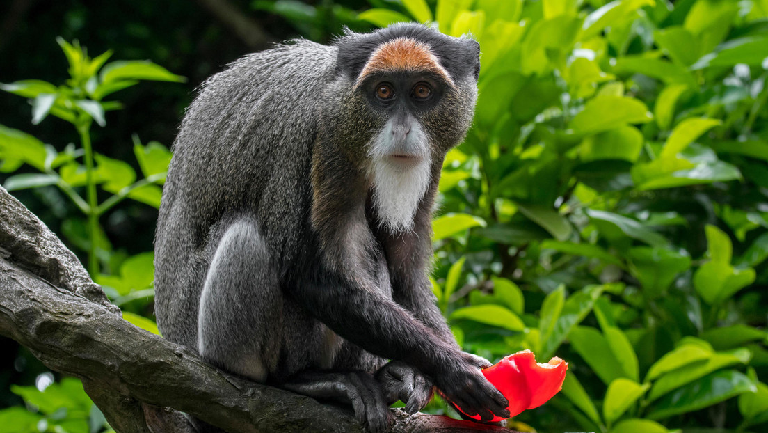 Monos virus