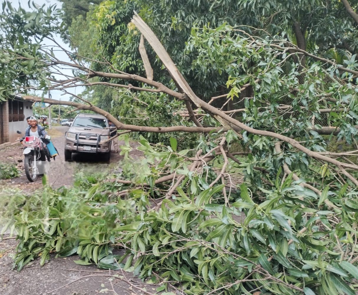 Fuertes vientos botaron árboles y ocasionaron interrupción del servicio eléctrico en Rivas