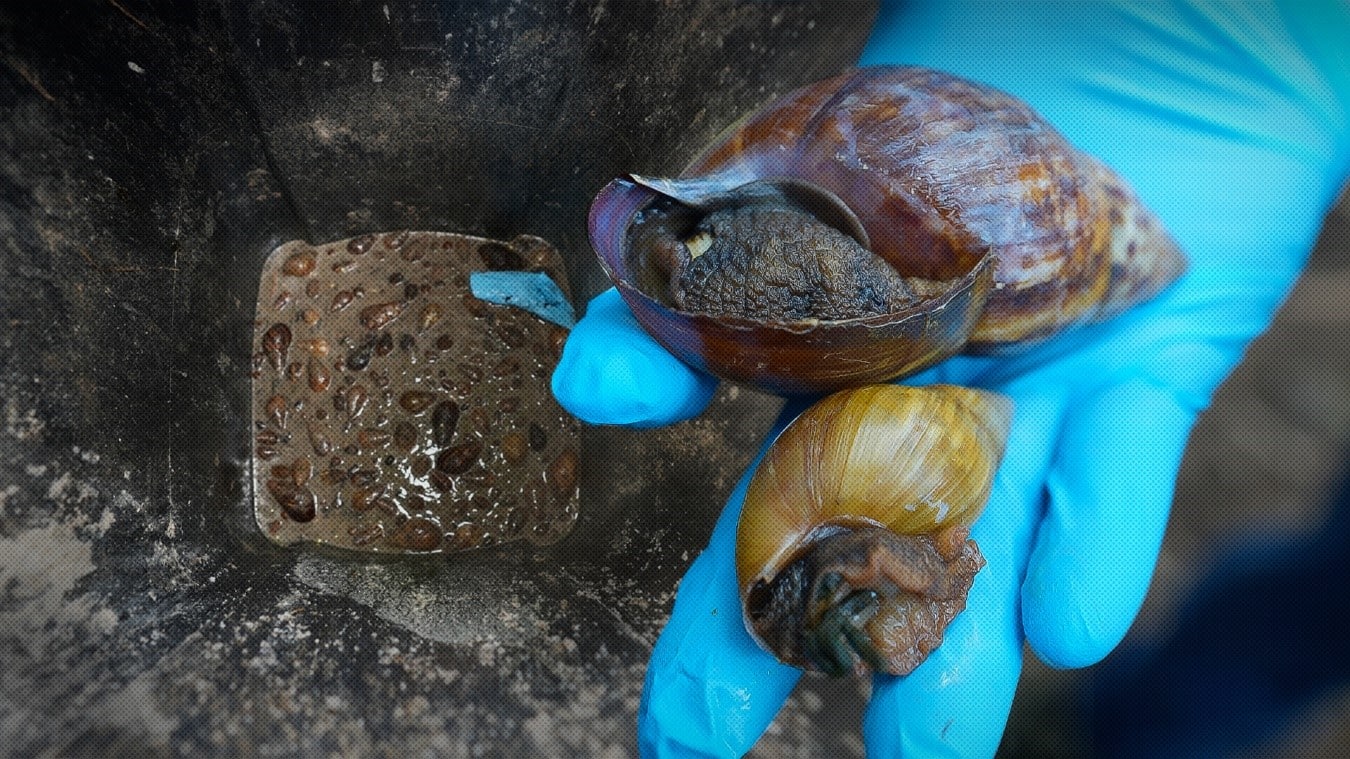 Autoridades mantienen vigilancia en tres focos de caracol gigante africano en Managua y Masaya