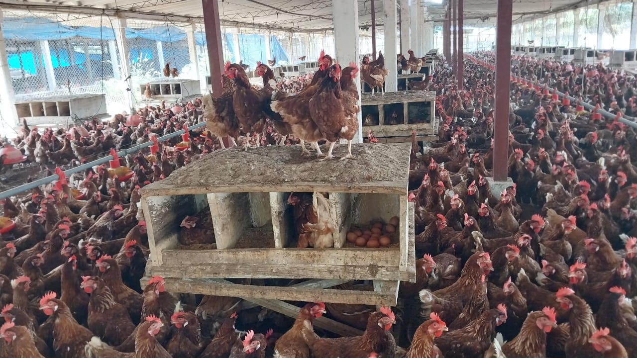 Producción de huevos mantiene su volumen para el consumo nacional