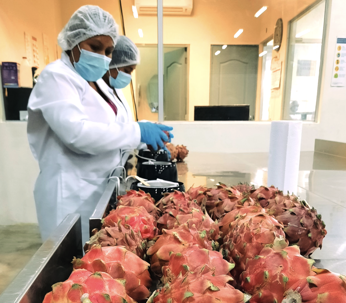 Nicaragua es el mayor exportador de pitahaya en Centroamérica