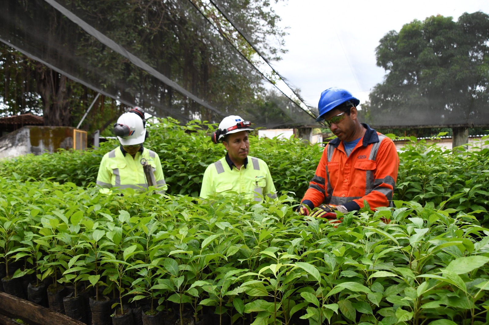 Campaña Verde que te Quiero Verde ha recibido 500 mil plantas de CEMEX