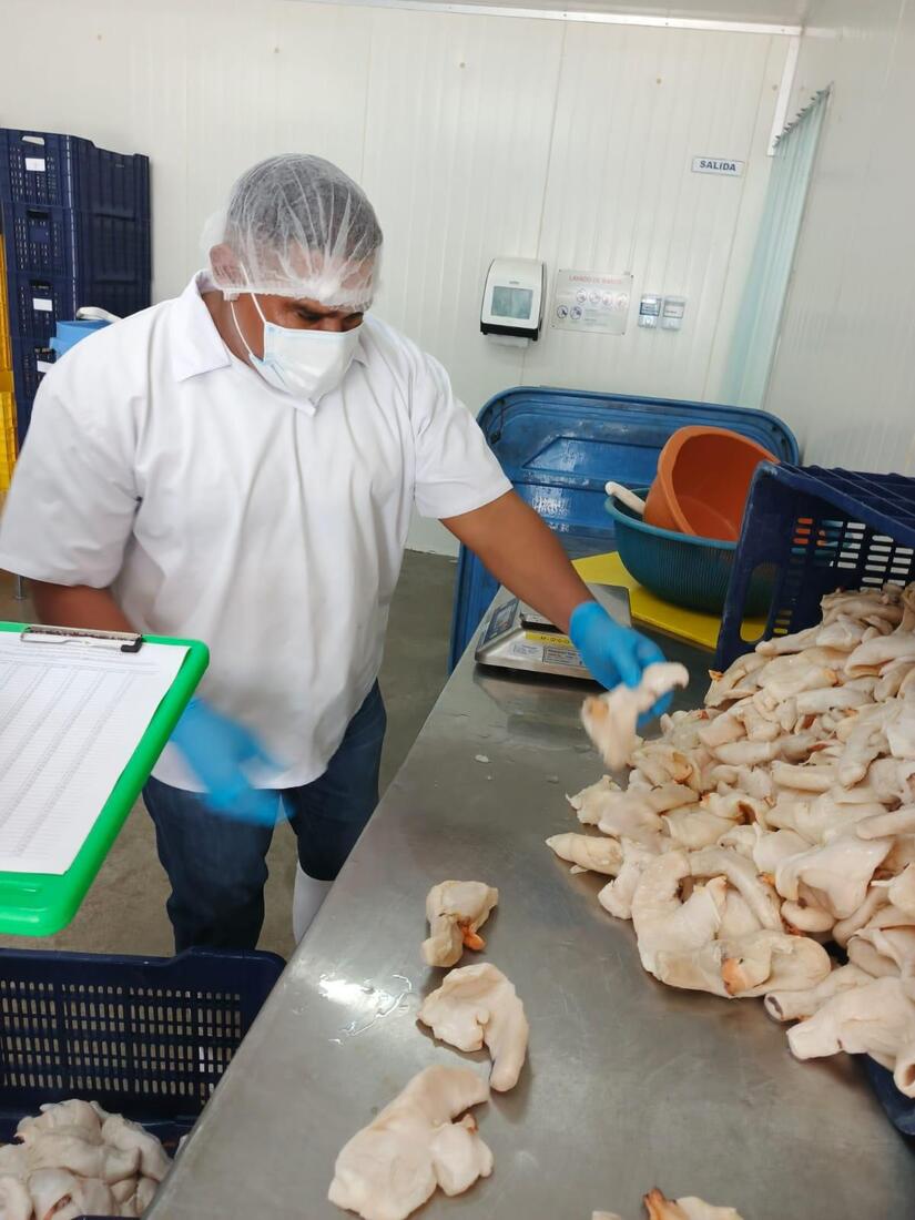 Exportación del caracol rosado genera C$304 millones en 2024