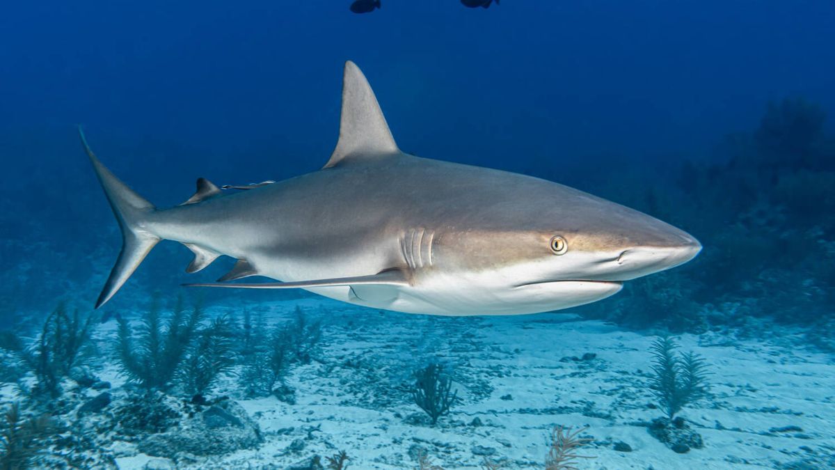 Muere un turista tras ser atacado por un tiburón en Egipto