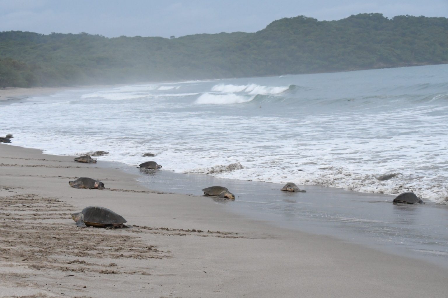 Marena resguarda 3,500 tortugas de paslama que llegaron a anidar al refugio La Flor