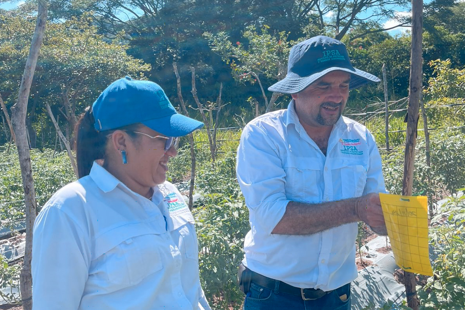 IPSA garantiza control de plagas en los cultivos de hortalizas