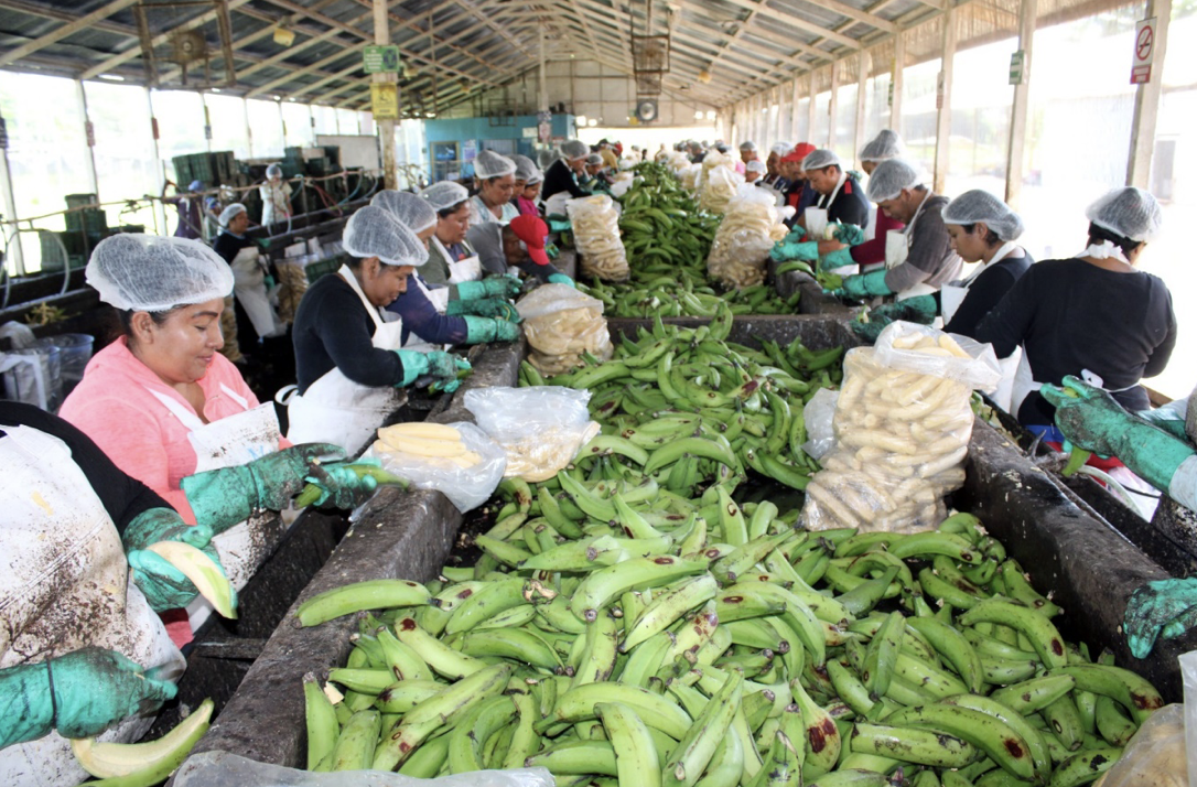 Nicaragua acopió y procesó 11.9 millones de kilogramos de plátano en 2024