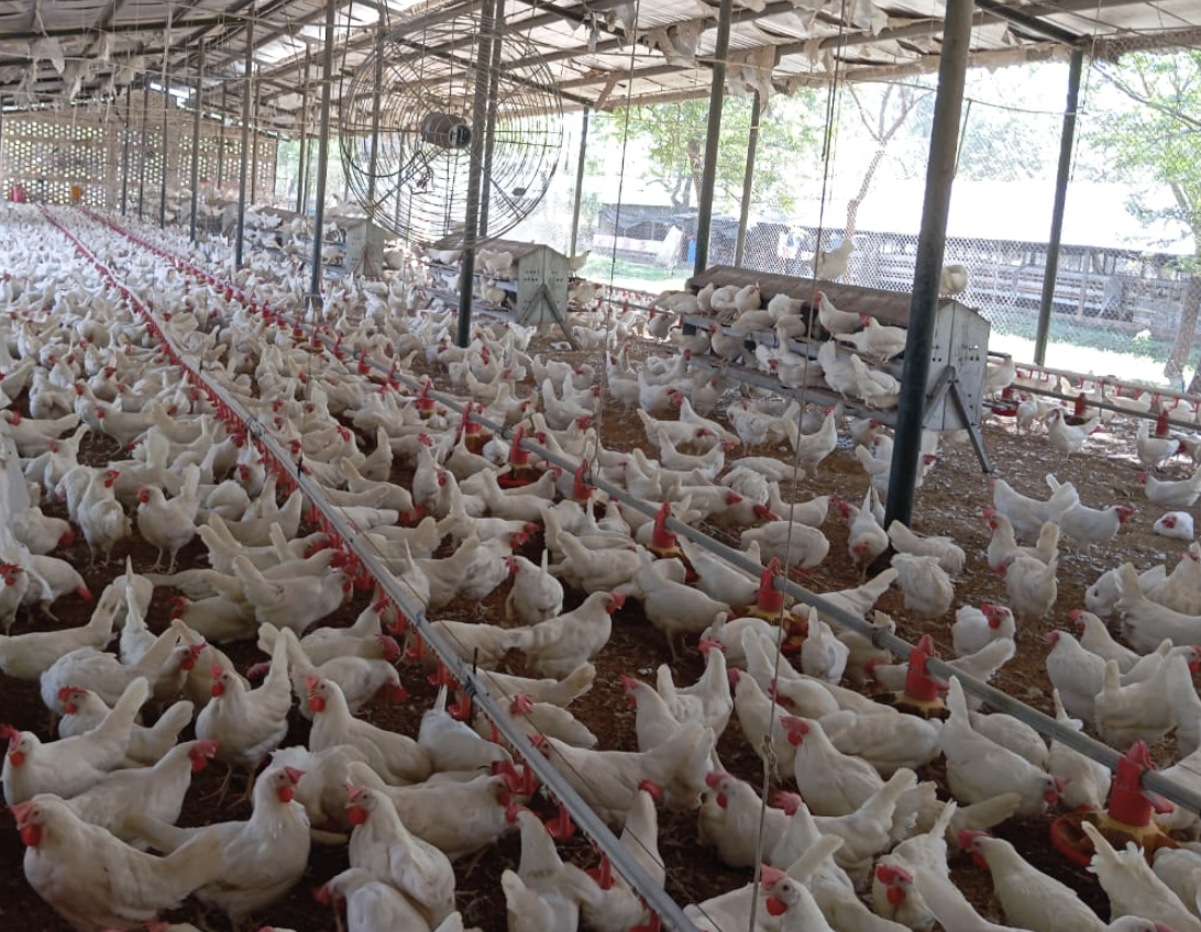 Nicaragua produjo 34.4 millones de cajillas de huevos en el 2024