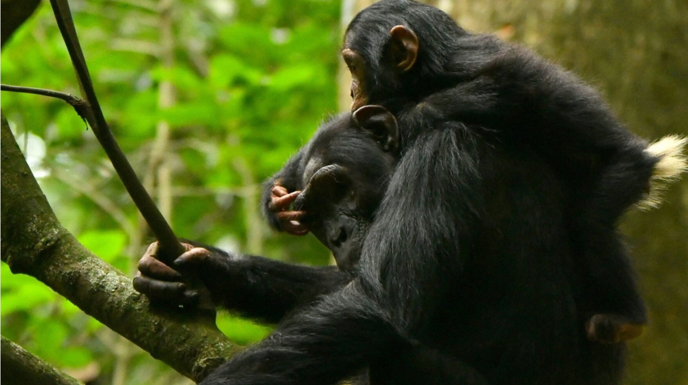 Chimpancés salvajes muestran una curiosa capacidad que une aún más a humanos y primates