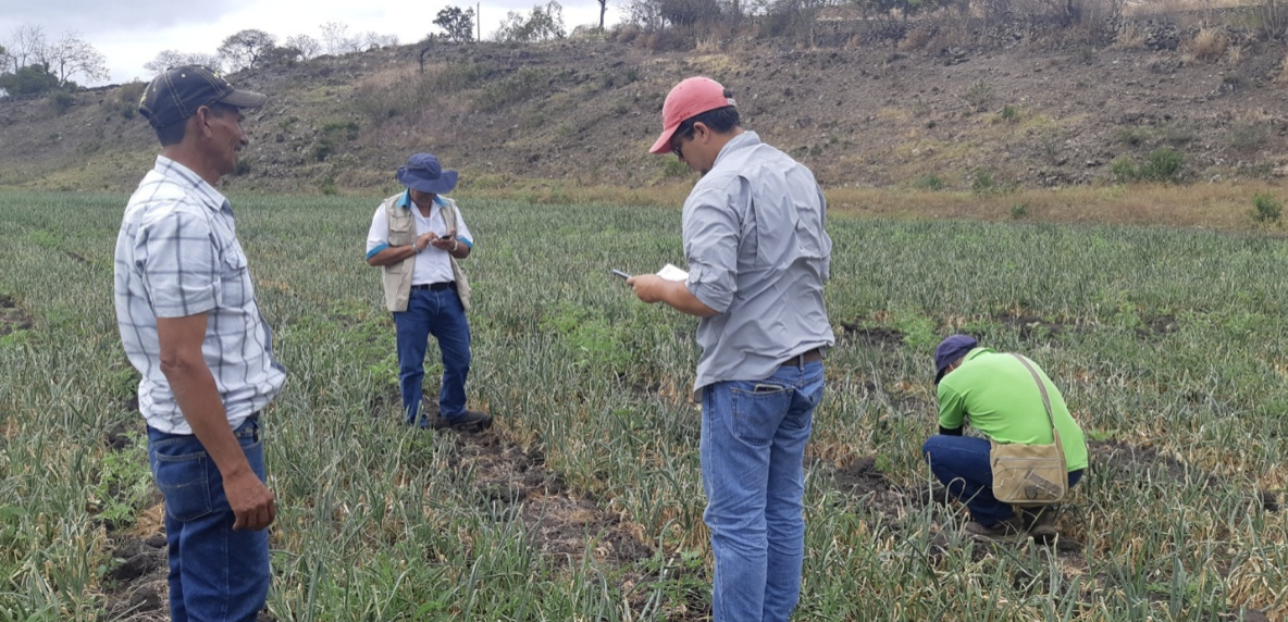Nicaragua exportó más de mil toneladas de cebolla en 2024