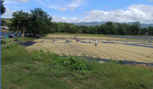 IPSA garantiza inocuidad