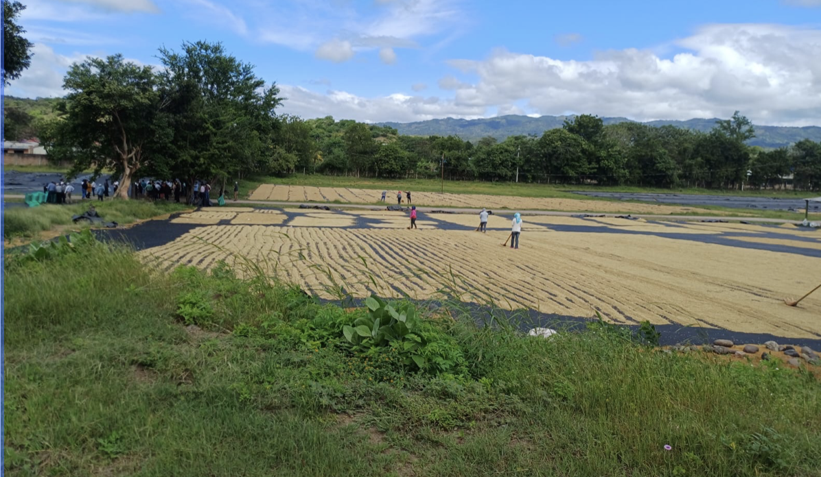IPSA garantiza inocuidad sanitaria en el grano de café verde en norte de Nicaragua
