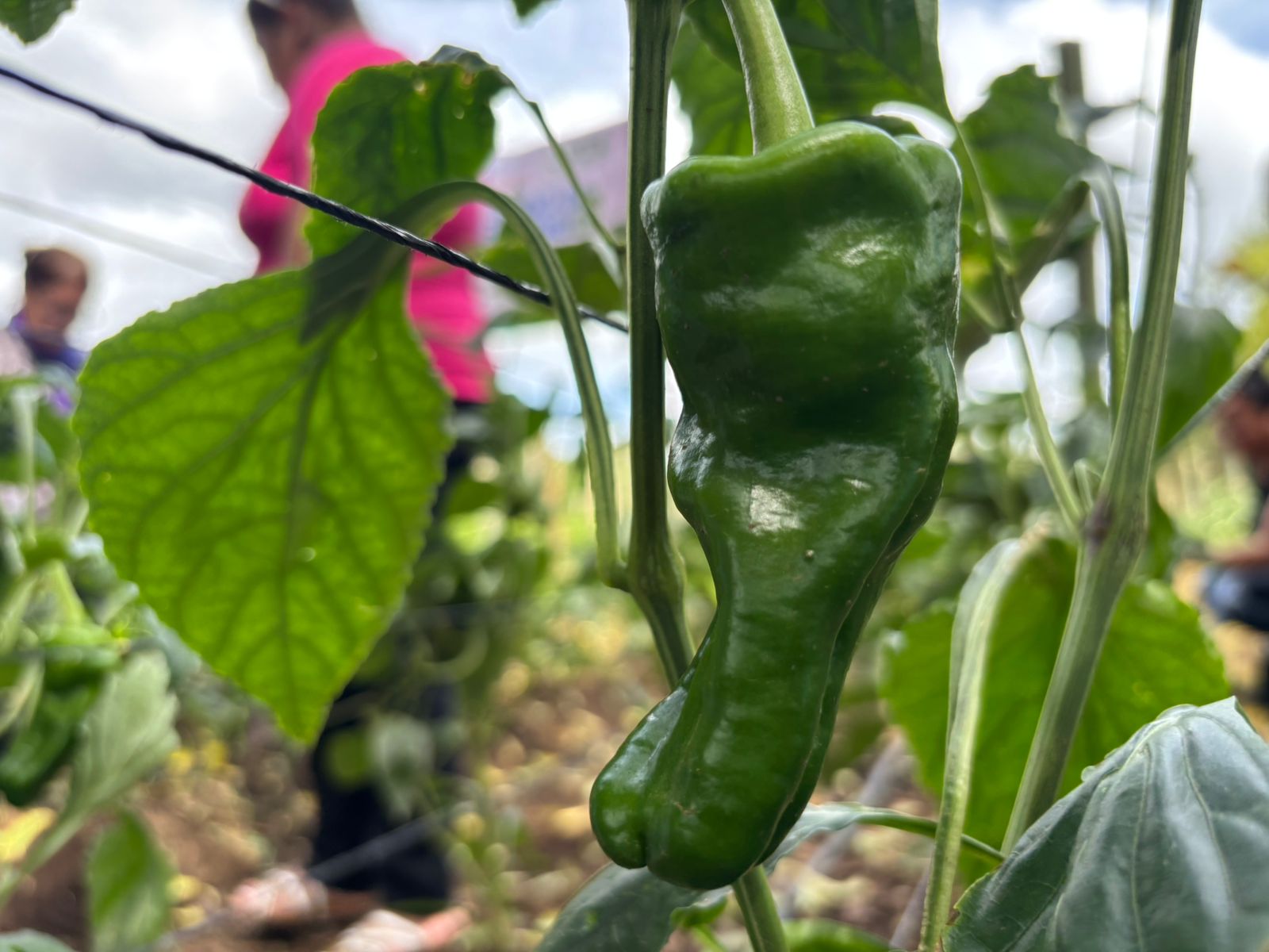 INTA presenta una nueva variedad de chiltoma altamente productiva