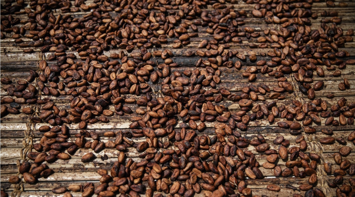 Esta seria amenaza se cierne sobre el chocolate