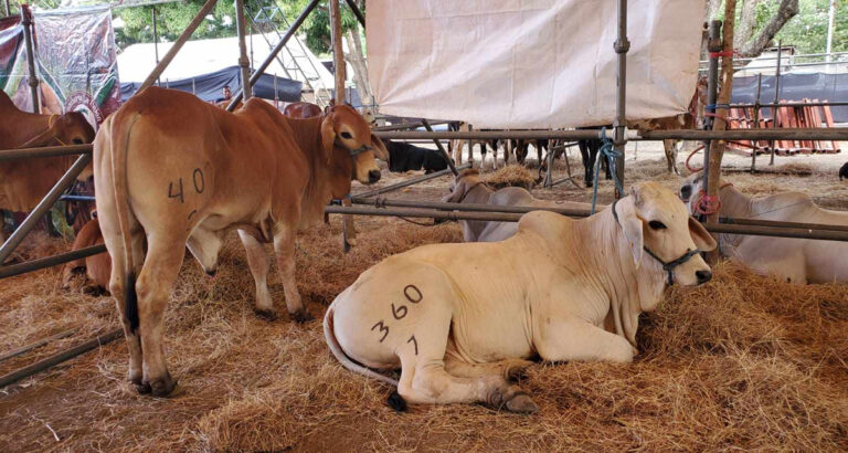 IPSA brinda recomendaciones a productores de ganado para evitar el gusano barrenador