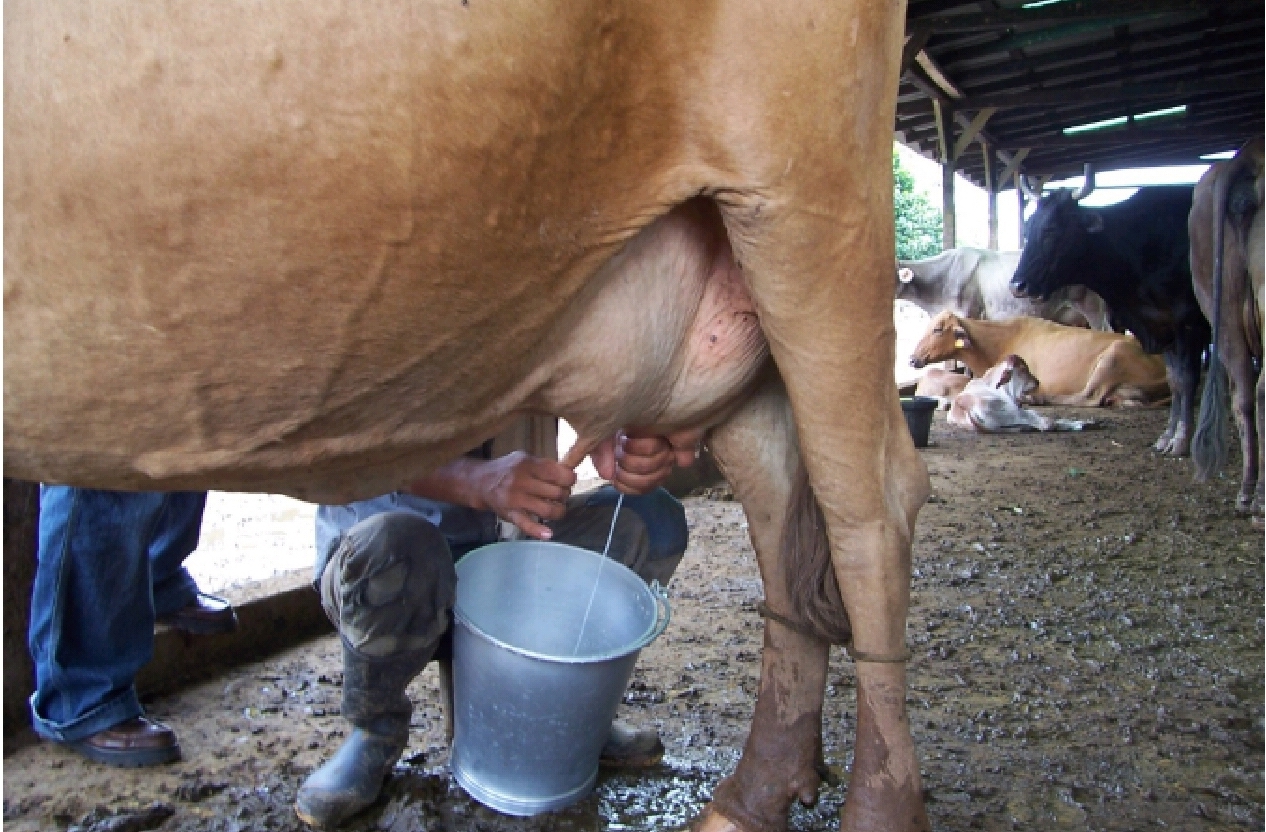 Nicaragua reporta producción de 4.3 millones de litro de leche a diario