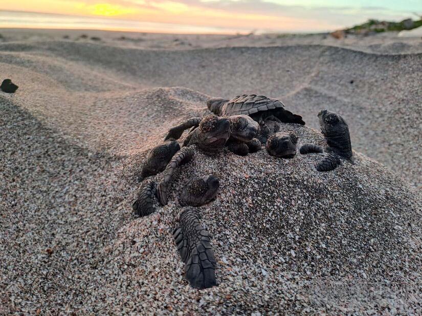 Tortuguillos liberados Marena
