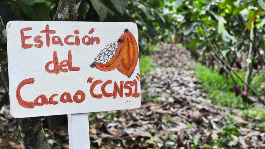 El clon del cacao que pone en peligro