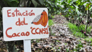 El clon del cacao que pone en peligro