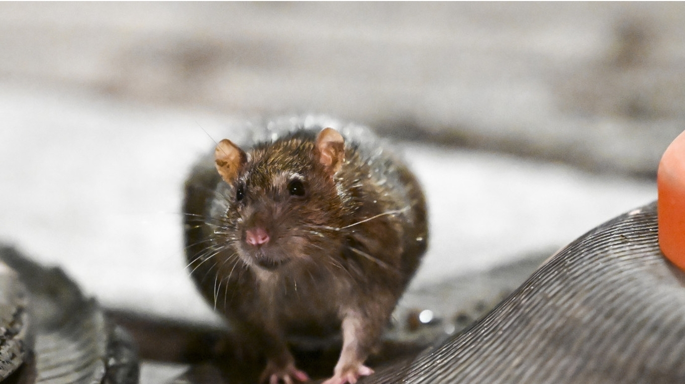 Ratas del tamaño de un gato aterrorizan a una ciudad