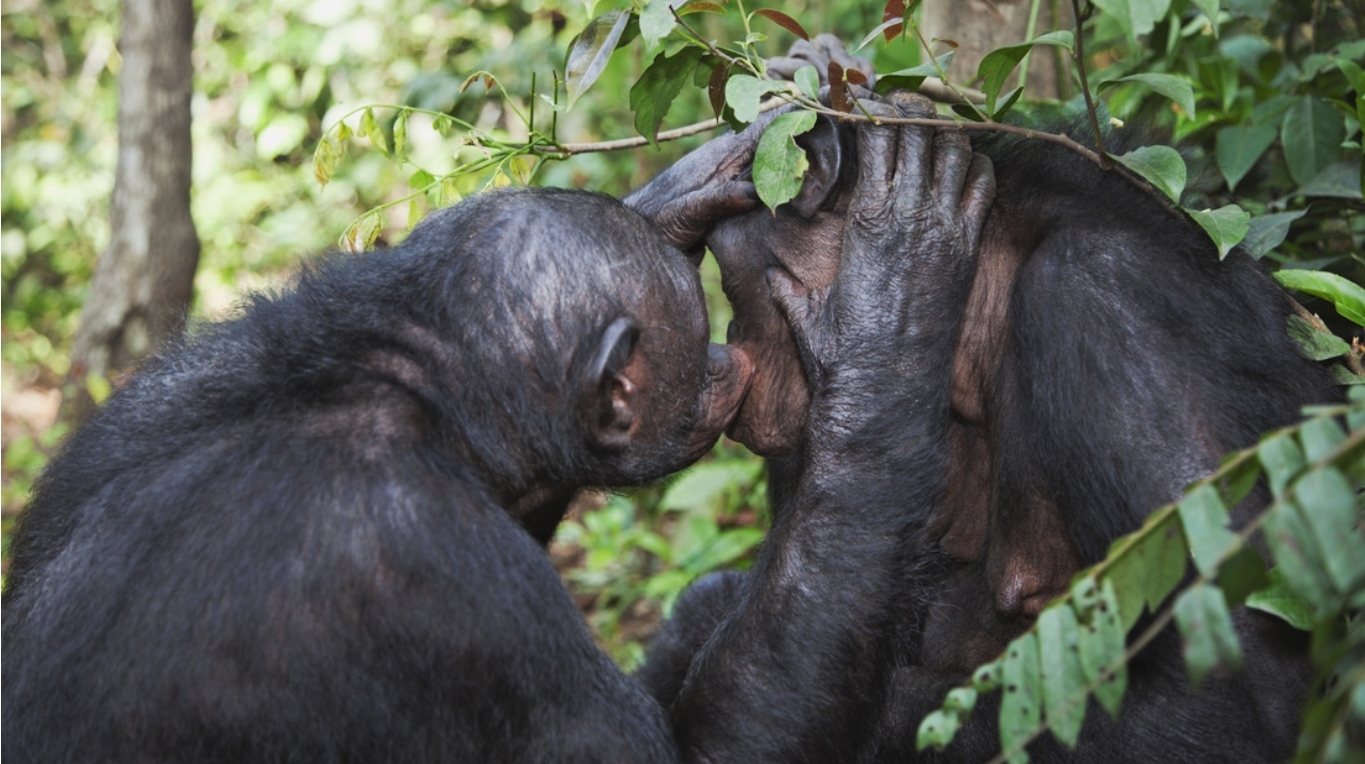 Confirmado: Aliviar la tensión social con sexo es algo que heredamos de los primates