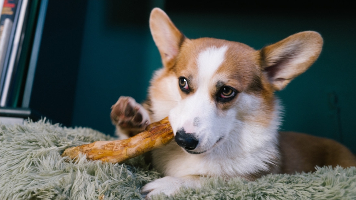 Un hábito de los perros podría ser beneficioso para el cerebro y la memoria de los humanos