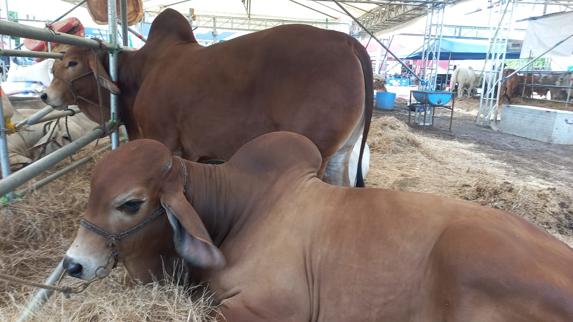 Arranca Feria Ganadera Hatofer 2025 en Camoapa