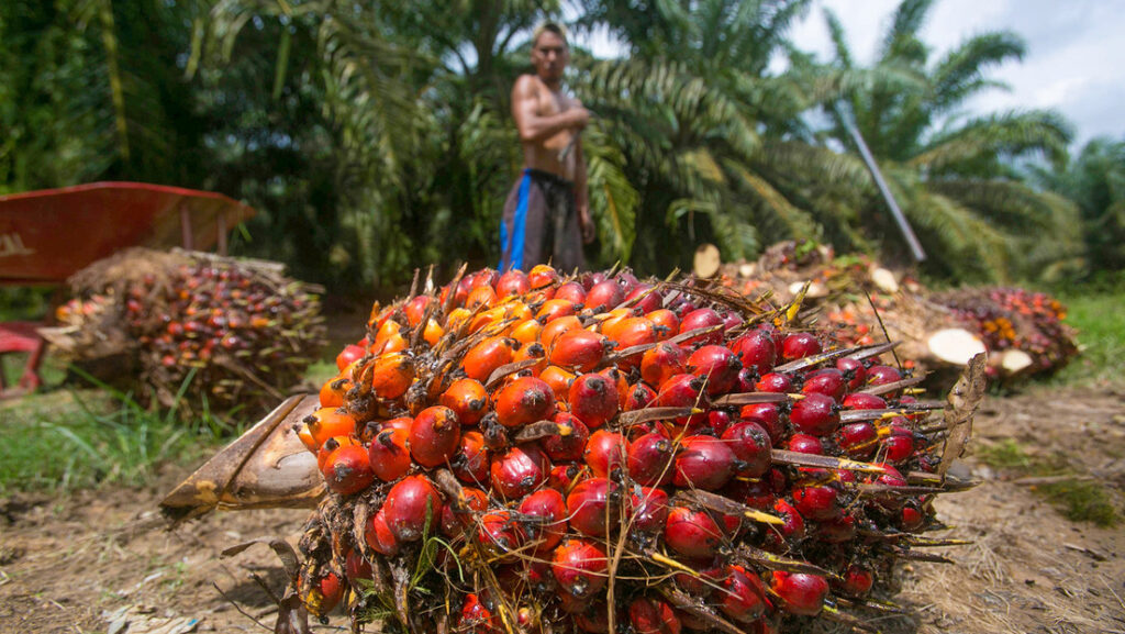 Vaticinan el fin del aceite de palma barato