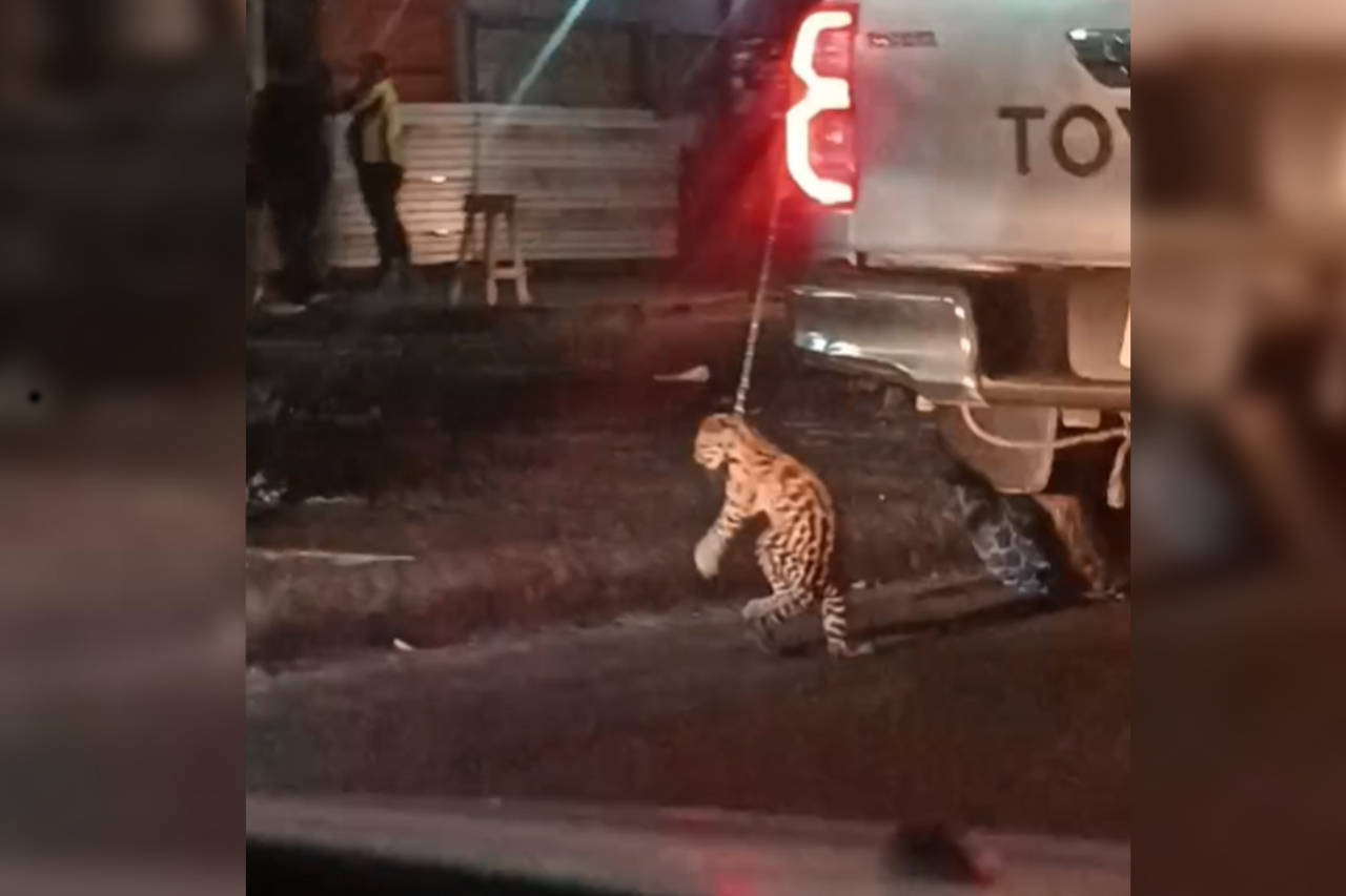 ¡Impactante! video de un tigrillo colgando de una camioneta en Managua causa indignación