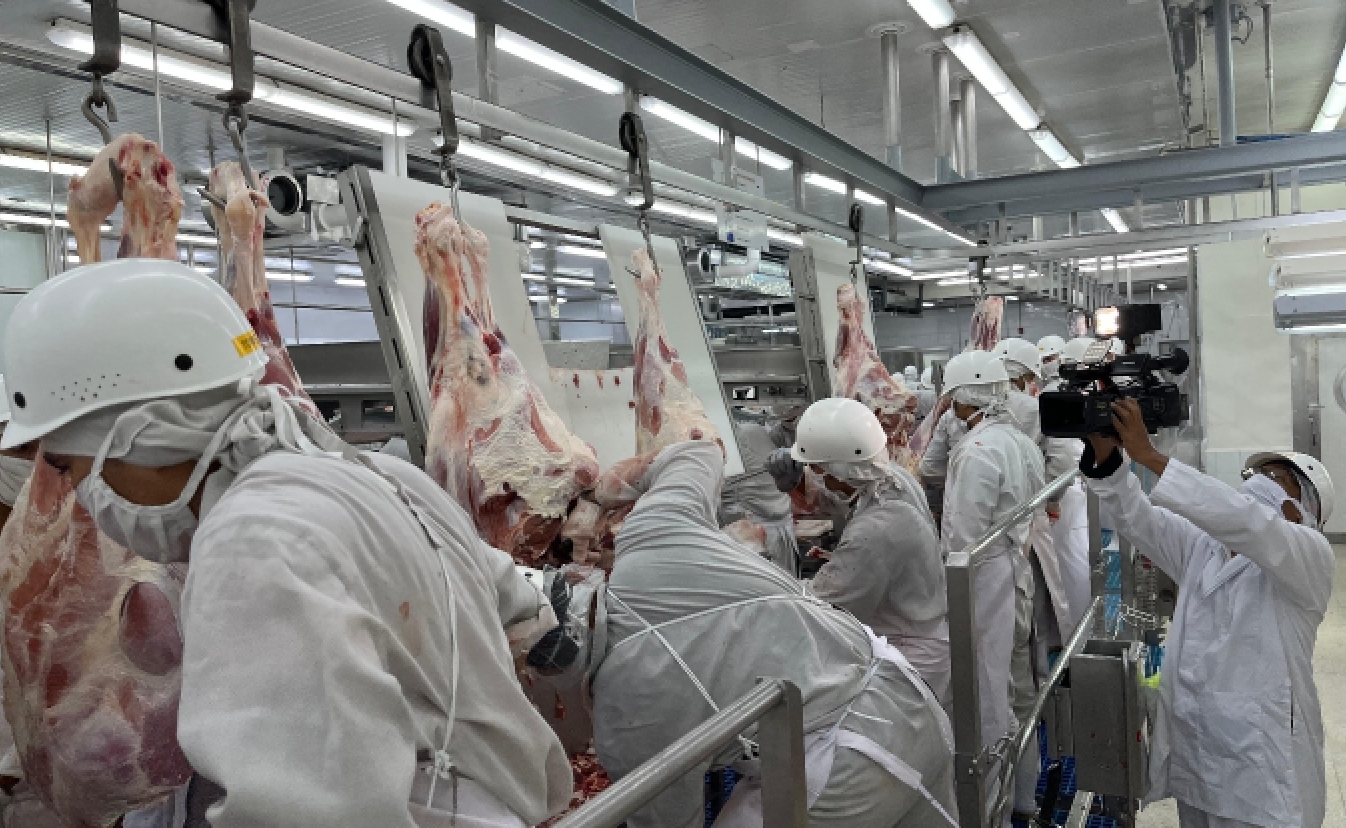 Producción de carne bovina alcanzó las 66.3 millones de libras en dos mes en Nicaragua
