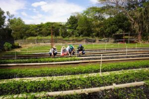 Vivero Ingenio San Antonio Marena