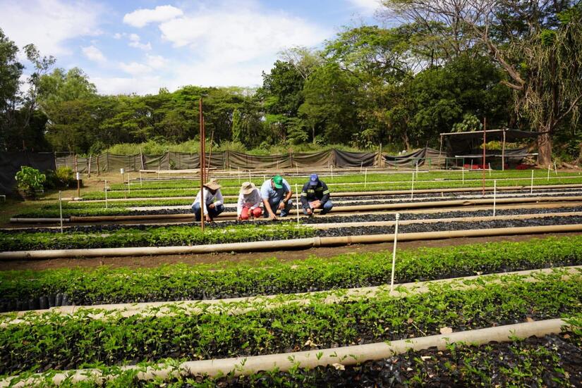 Vivero Ingenio San Antonio Marena