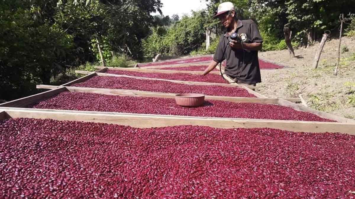 Productores de Estelí aprenden método y técnicas de siembra del frijol