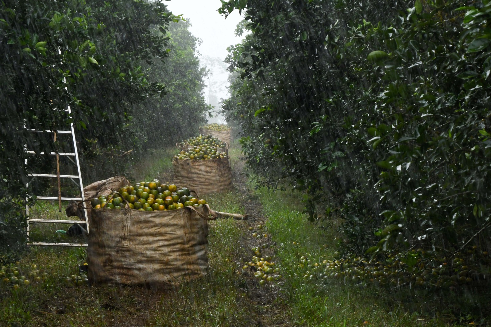 Empresa de Río San Juan genera 360 millones de naranjas anualmente