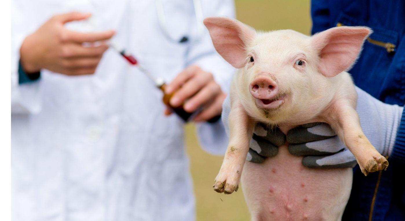 China realiza el primer trasplante de hígado de cerdo transgénico a un humano
