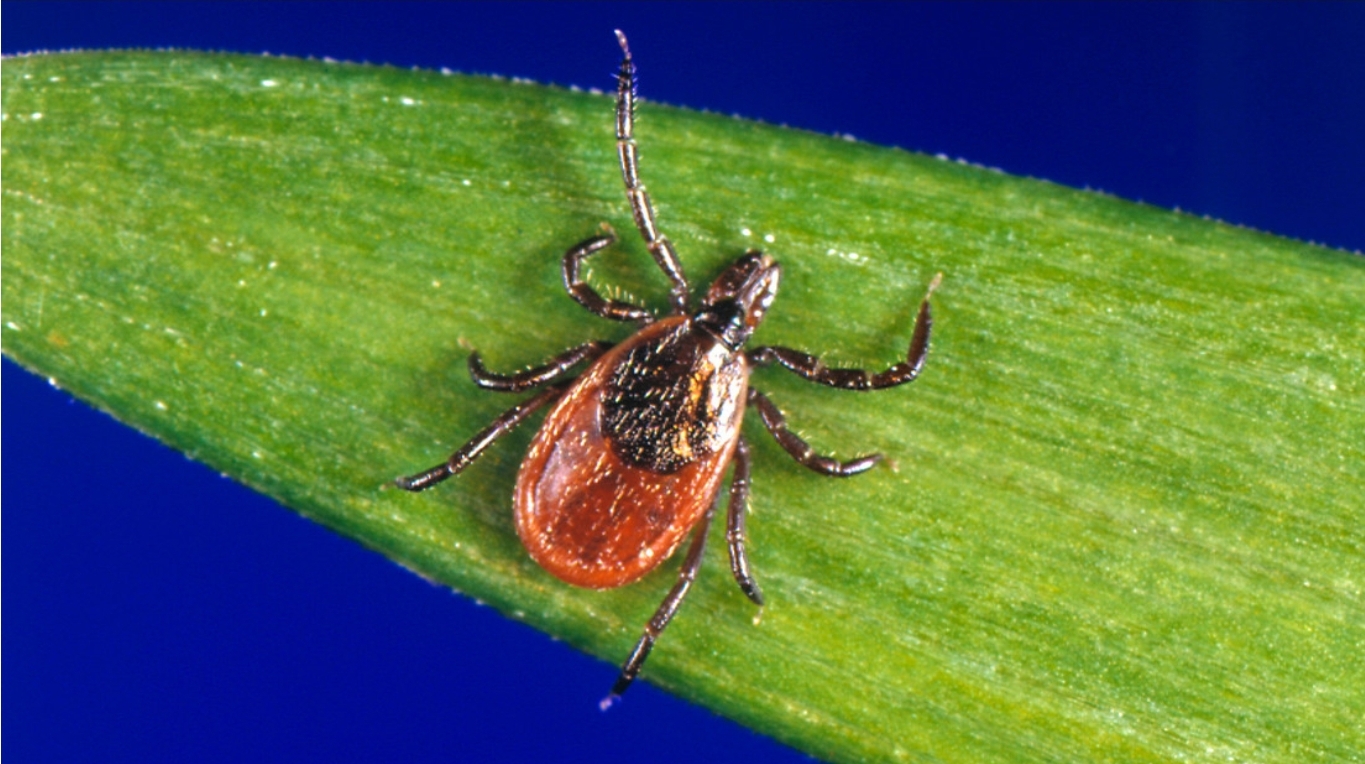 Las garrapatas pueden provocar alergia a la carne