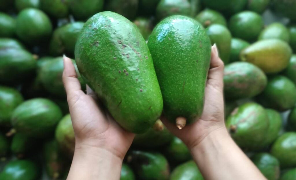 Exportación aguacate nicaragüense