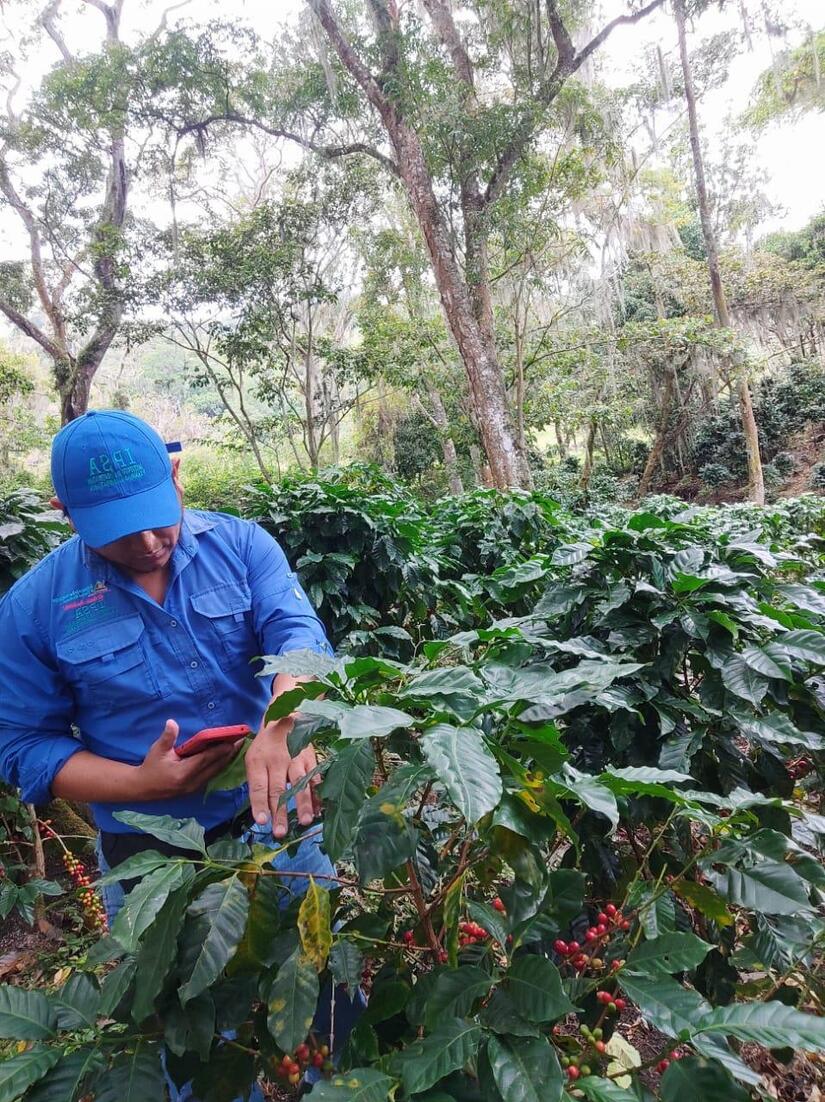 Nicaragua exportó 42 mil toneladas de café oro en el primer trimestre del 2025