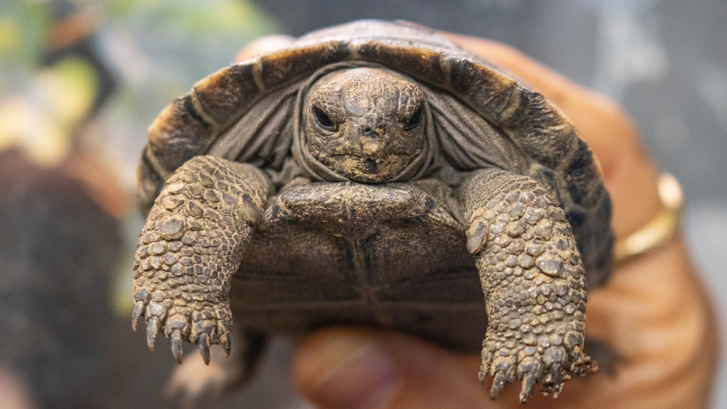 Tortuga Galápagos madre a los 100 años