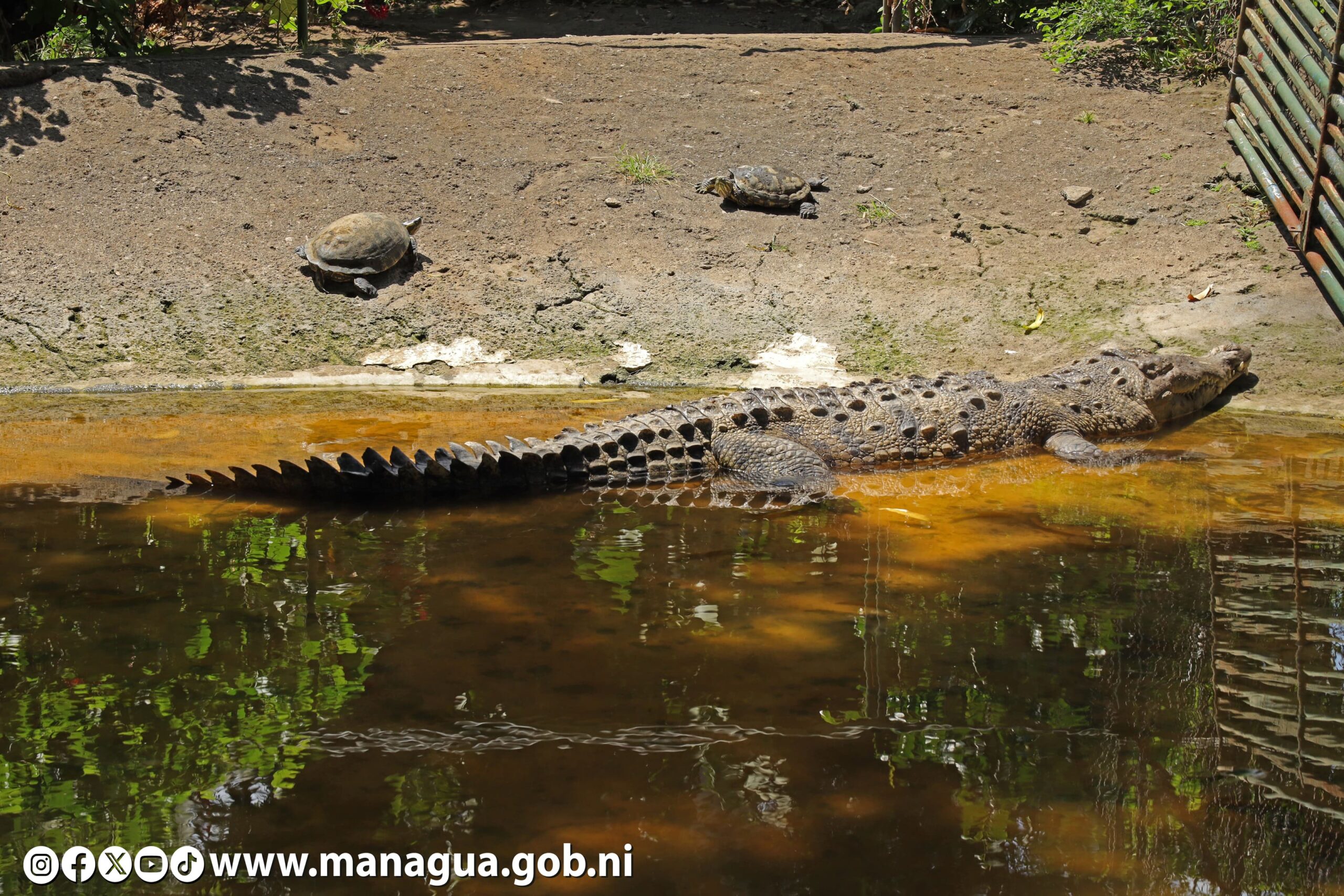 El Zoológico Nacional una opción ideal de visitar este fin de semana