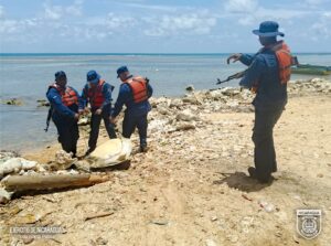 Liberan a tortugas transportadas ilegalmente