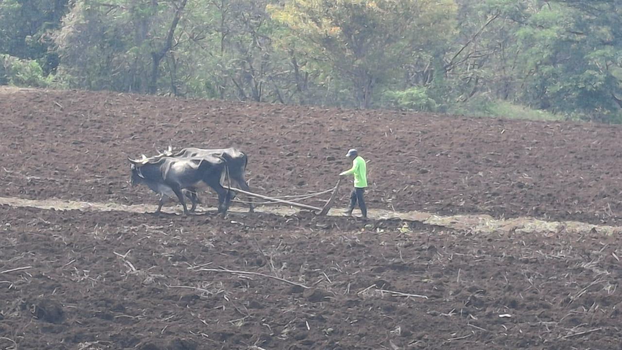 En más de 274 mil manzanas de maíz ascenderá la siembra de primera en Nicaragua