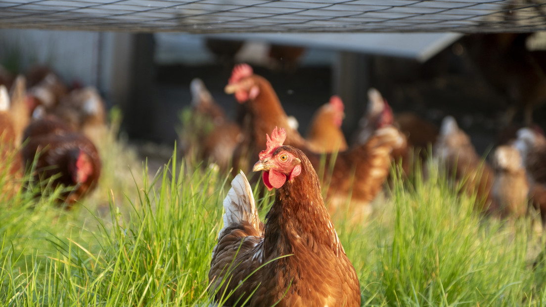 Chile suspende ingreso de pollo desde Brasil por influenza aviar