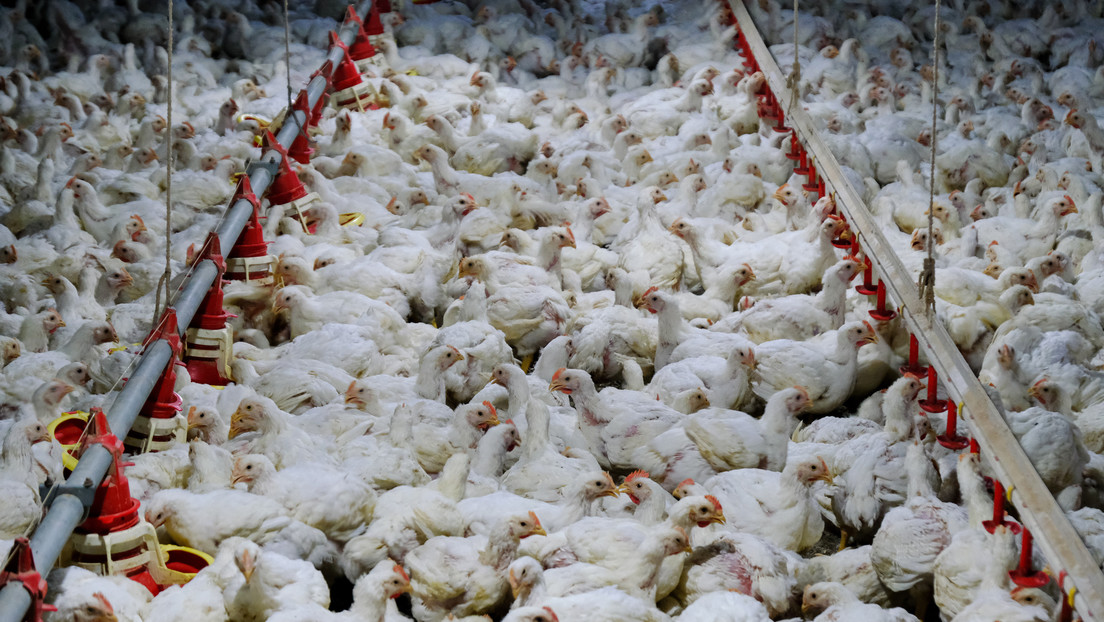 China suspende las compras de pollo a Brasil por gripe aviar