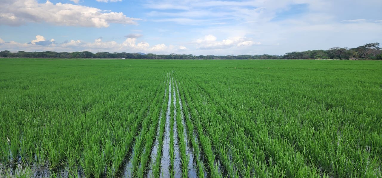 38 mil manzanas de arroz de riego serán sembradas en el ciclo invierno 2025–2026 en Nicaragua