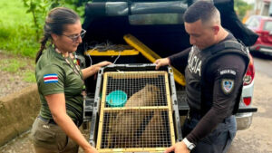 Policía de Costa Rica frustra operativo de tráfico ilegal sorprendente