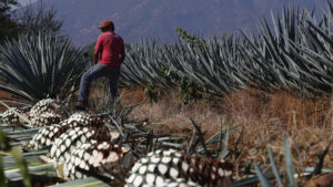 agave
