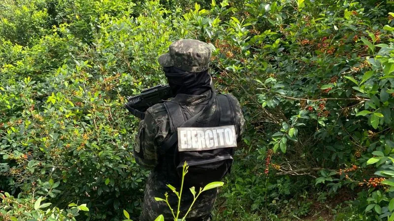 Incauta Ejército hondureño 27 mil 500 arbustos de coca