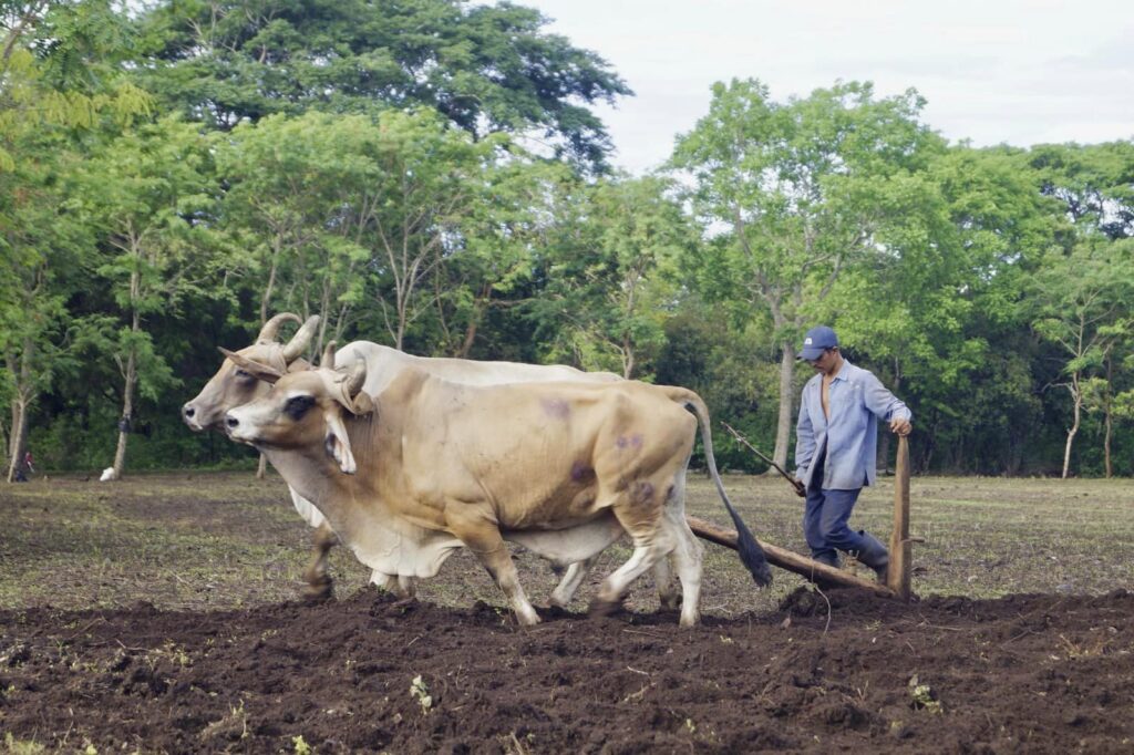 Autoridades nicaragüenses reiteraron que productores aun no deben sembrar