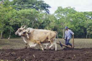 Autoridades nicaragüenses reiteraron que productores aun no deben sembrar